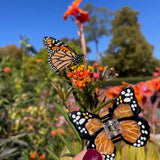 Mini Monarch Claw Hair Clip (Orange)
